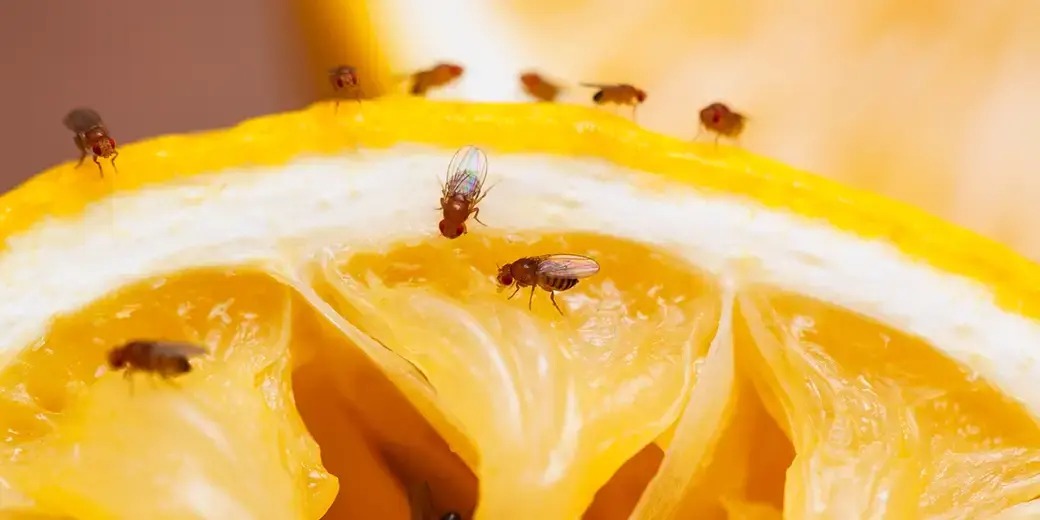 Get rid of fruit flies